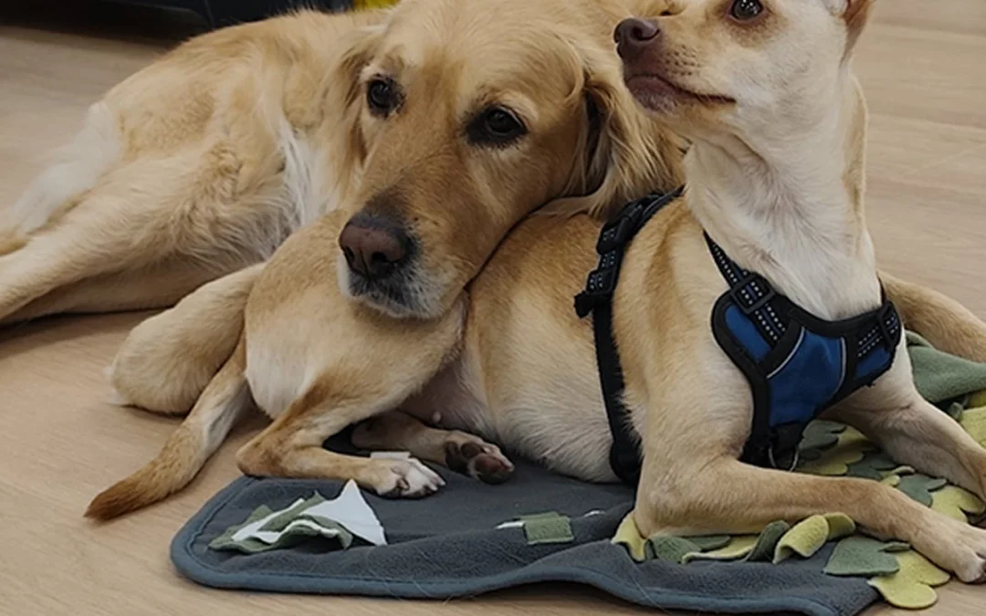 Intervenciones asistidas con perros en la Carcel