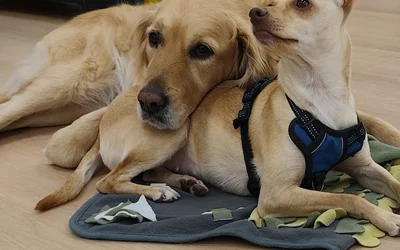 Intervenciones asistidas con perros en la Carcel